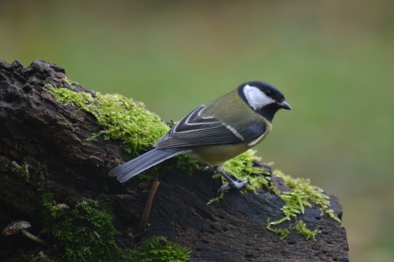 Photo Oiseaux Mésange charbonnière