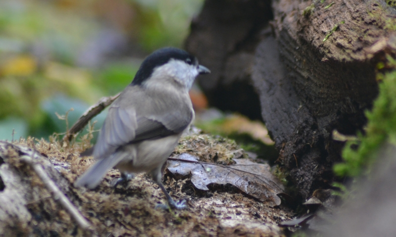 Photo Oiseaux Mésange nonnette