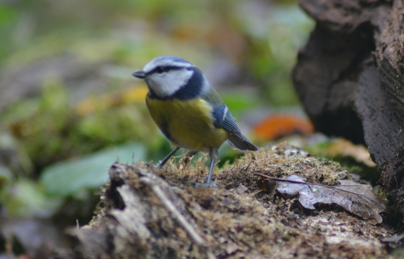 Photo Oiseaux Mésange bleue