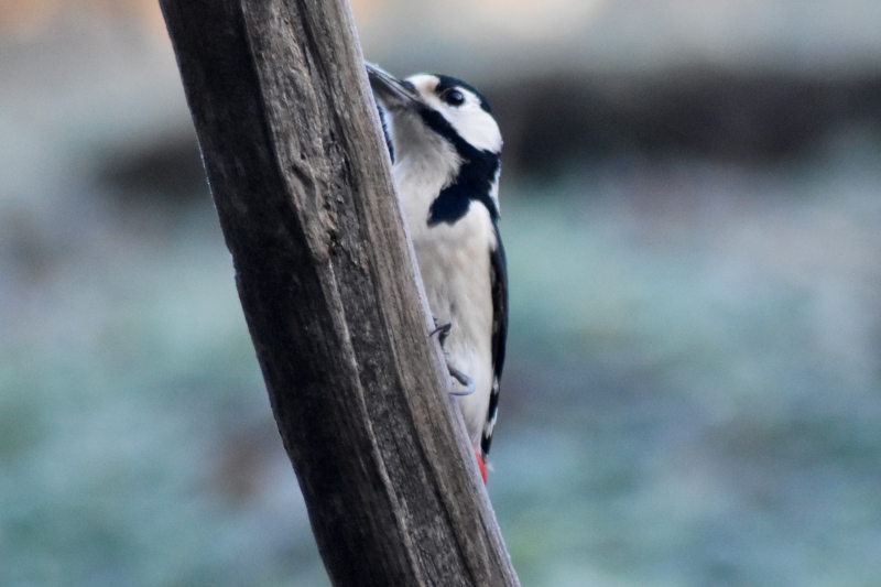 Photo Oiseaux Pic épeiche (Dendrocopos major)