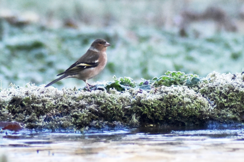 Photo Oiseaux Pinson des arbres (Fringilla coelebs)