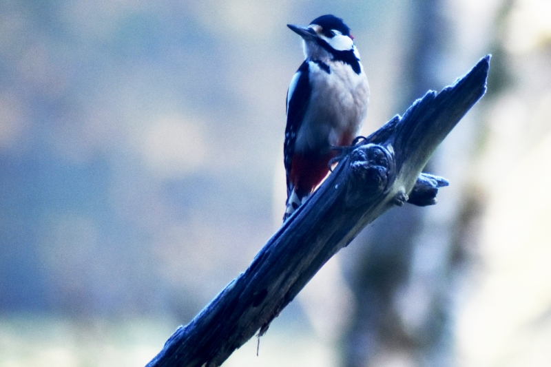 Photo Oiseaux Pic épeiche (Dendrocopos major)