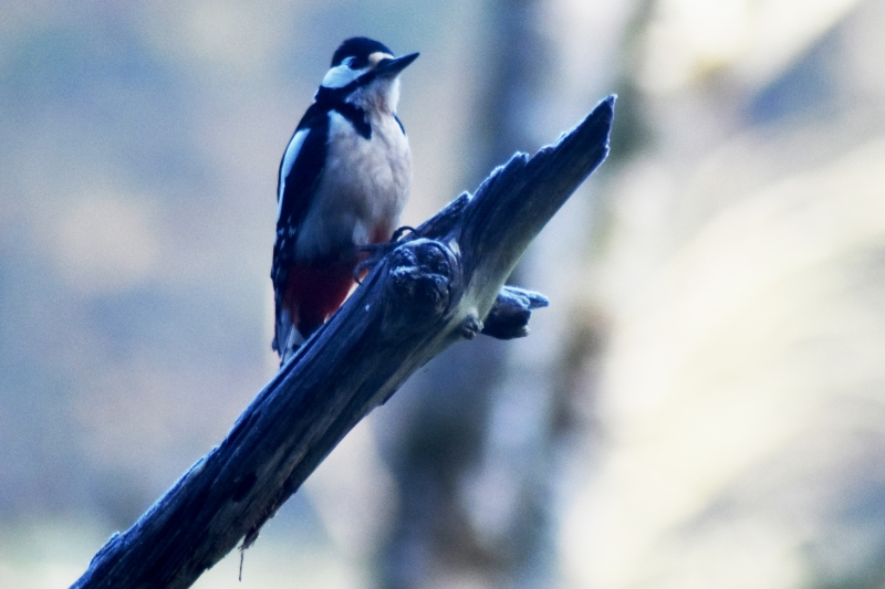 Photo Oiseaux Pic épeiche (Dendrocopos major)