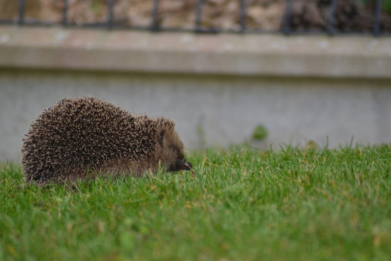 DSC_0546.JPG Hérisson commun (Erinacus europaeus)