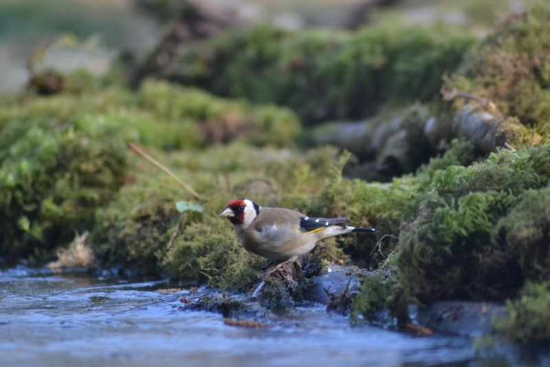 Photo Oiseaux Chardonneret élégant (Carduelis carduelis)