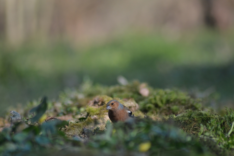 Photo Oiseaux Pinson des arbres