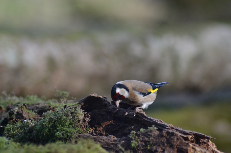 DSC_1016.JPG Chardonneret élégant (Carduelis carduelis)