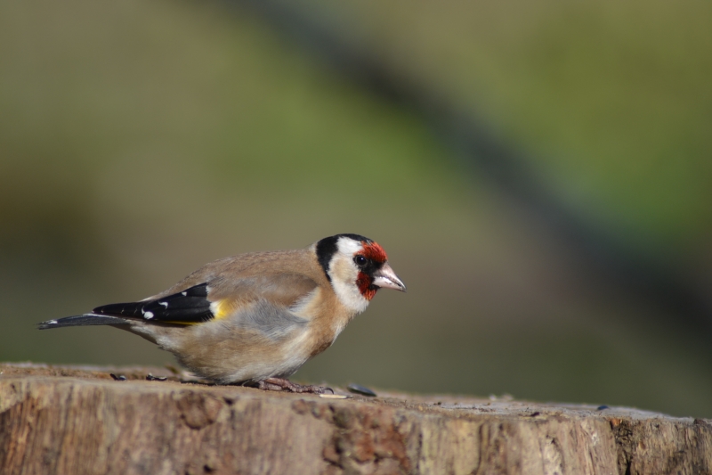 Photo Oiseaux Chardonneret élégant (Carduelis carduelis)