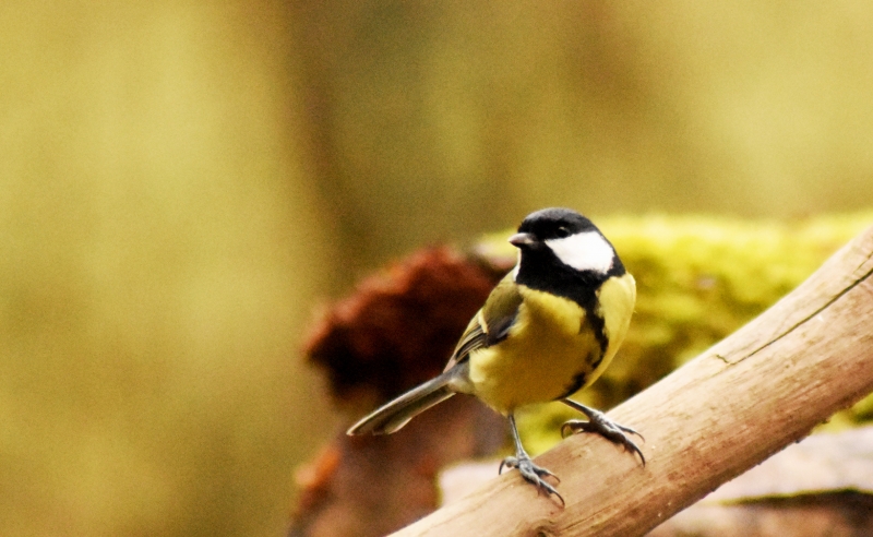 Photo Oiseaux Mésange charbonnière (Parus major)