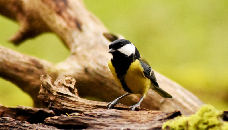 Photo Oiseaux Mésange charbonnière (Parus major)