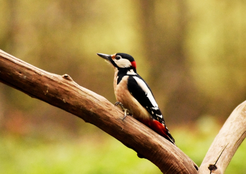 Photo Oiseaux Pic épeiche (Dendrocopos major)