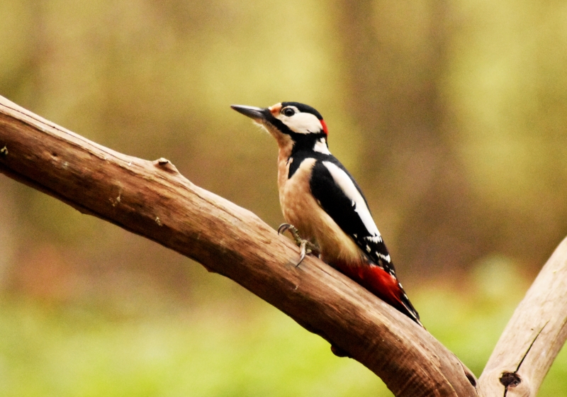 Photo Oiseaux Pic épeiche (Dendrocopos major)