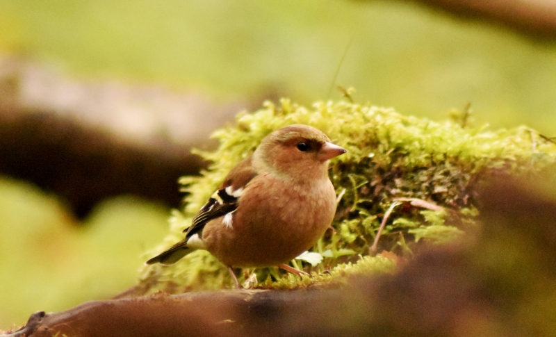 Photo Oiseaux Pinson des arbres (Fringilla coelebs)