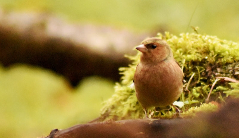 Photo Oiseaux Pinson des arbres (Fringilla coelebs)