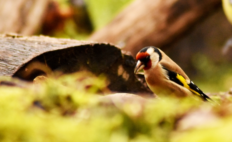 Photo Oiseaux Chardonneret élégant (Carduelis carduelis)