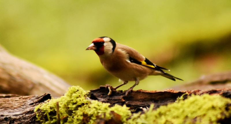 Photo Oiseaux Chardonneret élégant (Carduelis carduelis)