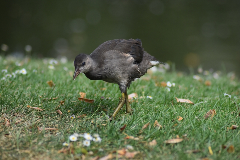 Photo Oiseaux Gallinule poule d'eau juvénile 