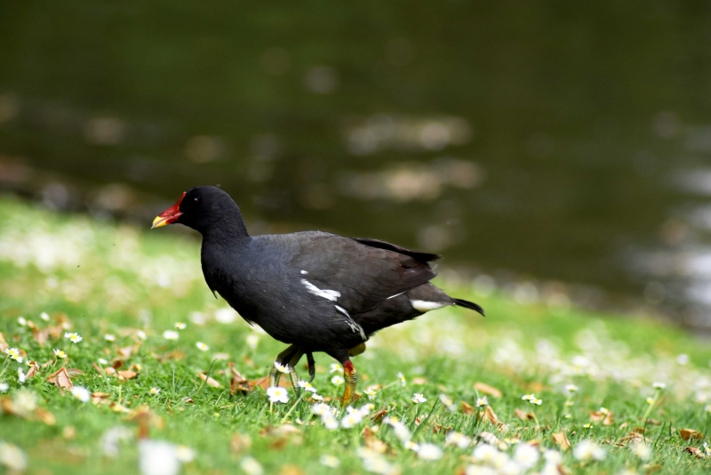 Photo Oiseaux Gallinule poule-d'eau (Gallinula chloropus)