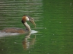 Oiseaux Grèbe huppé (Podiceps cristatus)