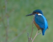 Oiseaux Martin pêcheur d\'Europe (Alcedo atthis)