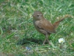 Oiseaux Troglodyte mignon (Troglodytes troglodytes)