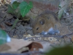 Mammifères Mulot sylvestre (Apodemus sylvaticus)