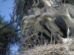 Oiseaux Héron cendré (Ardea cinerea)