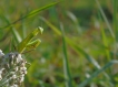 Insectes Mante religieuse (Mantis religiosa)