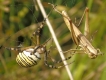 Araignées Argiope frelon (Argiope bruennichi)