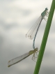 Insectes Pennipatte bleuâtre (Platycnemis pennipes)