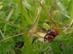 Insectes Coccinelle à 7 points (Coccinella septempunctata)