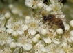 Insectes abeille domestique (apis mellifera)