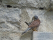 Oiseaux Faucon crécerelle (Falco tinnunculus)