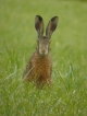 Mammifères Lièvre brun (Lepus europaeus)