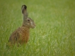 Mammifères Lièvre brun (Lepus europaeus)