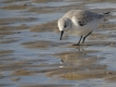 Oiseaux Bécasseau sanderling (Calidris alba)