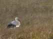  Cigogne blanche (Ciconia ciconia)