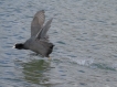 Oiseaux Foulque macroule (Fulica atra)