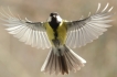 Oiseaux Mésange charbonnière (Parus major)