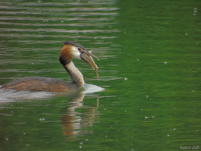 Photo Oiseaux Grèbe huppé (Podiceps cristatus)