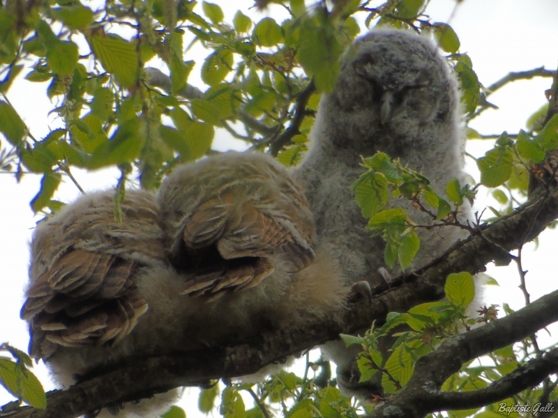 Photo Oiseaux Chouette hulotte (Strix aluco)