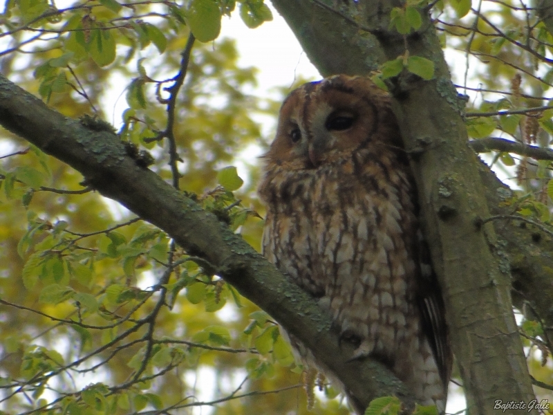 Photo Oiseaux Chouette hulotte (Strix aluco)