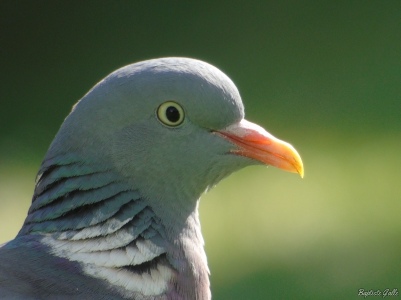 Photo Oiseaux Pigeon ramier (Columba palumbus)