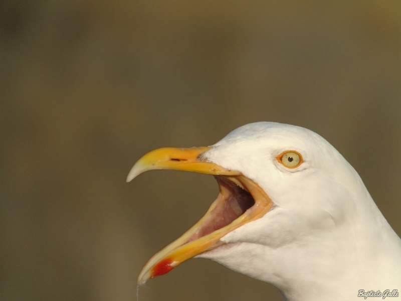 Photo Oiseaux Goéland argenté (Larus argentatus)