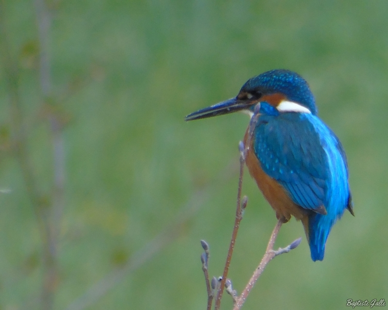 Photo Oiseaux Martin pêcheur d'Europe (Alcedo atthis)