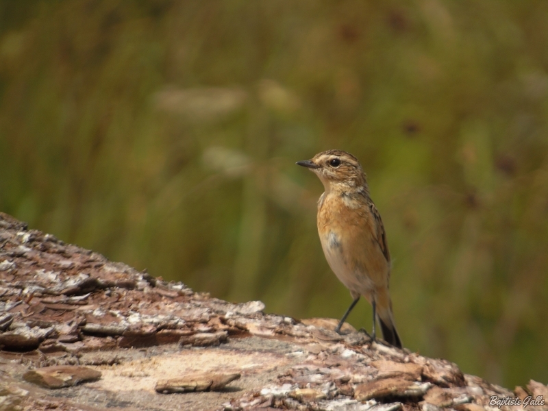 Photo Oiseaux Tarier des prés (Saxicola rubetra)