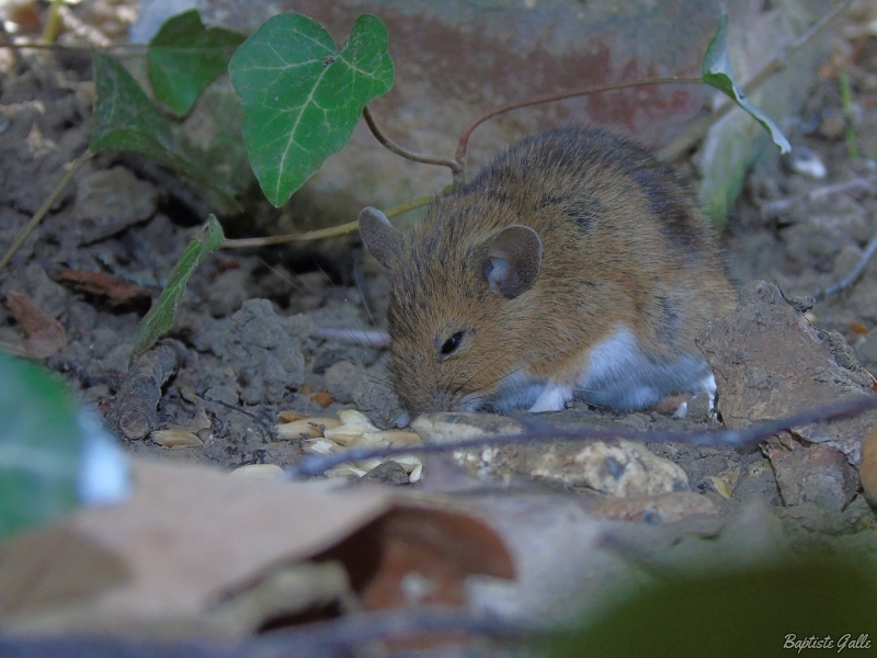 Photo Mammifères Mulot sylvestre (Apodemus sylvaticus)