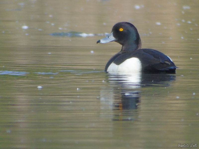 Photo Oiseaux Fuligule morillon (Aythya fuligula)