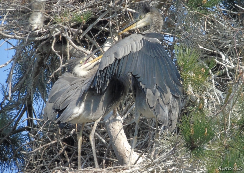 Photo Oiseaux Héron cendré (Ardea cinerea)