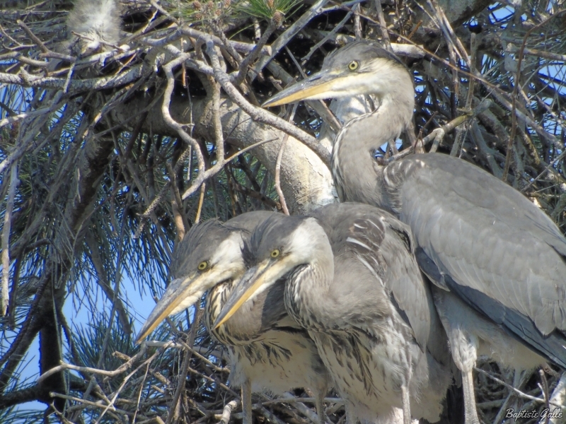 Photo Oiseaux Héron cendré (Ardea cinerea)